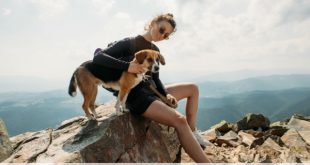 In montagna con i cani: come fare?
