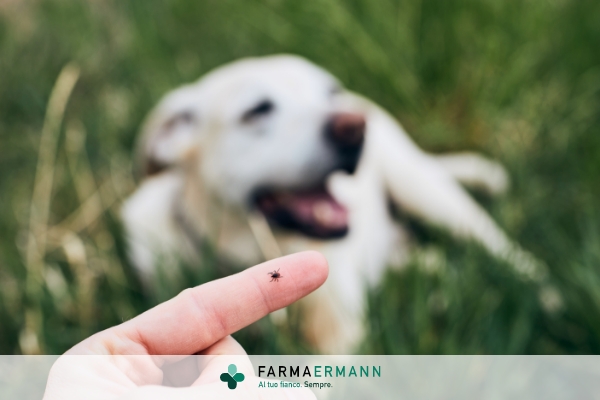 Come prevenire le zecche sul cane?
