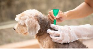 Come prevenire le pulci sul cane?