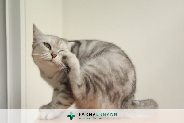 Come prevenire le zecche sul gatto?