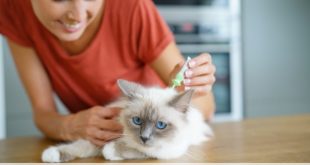 Antipulci del gatto: dove e quanto metterne
