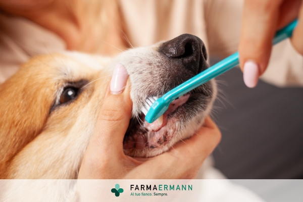 Come lavare i denti al cane?