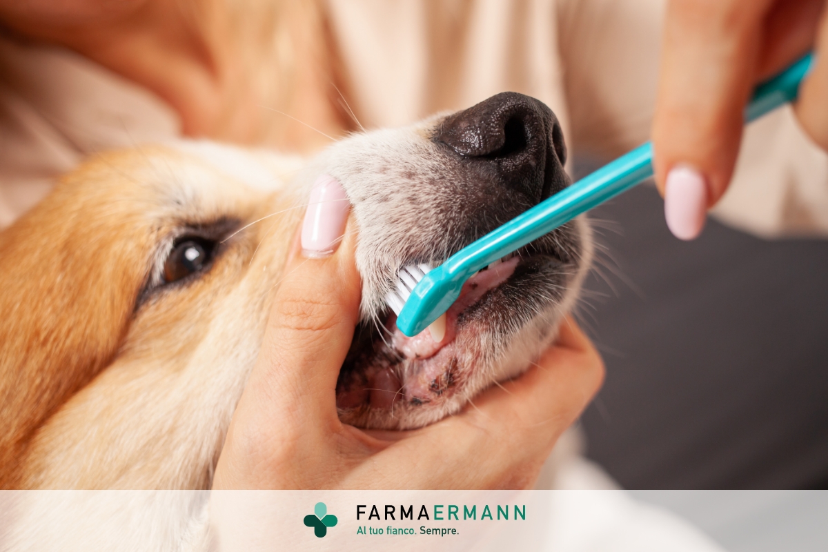 Lavare i denti al cane: come fare