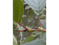 Msa alnus glutinosa 50 ml