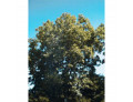 Msa fraxinus excelsior 50 ml