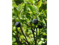 Msa vaccinium myrtil 50 ml