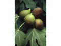 Msa ficus carica 50 ml
