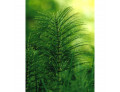 Tsa equisetum arvense 50 ml