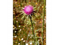 Tsa sylibum marianum 50 ml
