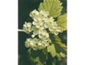 Tsa crataegus oxycanthia 50 ml