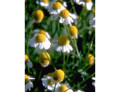 Tsa matricaria chamomilla 50 ml
