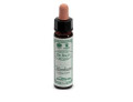 Ainsworths hornbeam 10ml