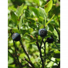 Msa vaccinium myrtil 50 ml