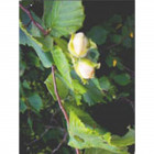 Msa corylus avellana 50 ml