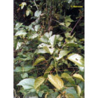 Tsa uncaria tomentosa 50 ml