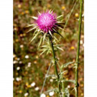 Tsa sylibum marianum 50 ml