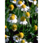 Tsa matricaria chamomilla 50 ml